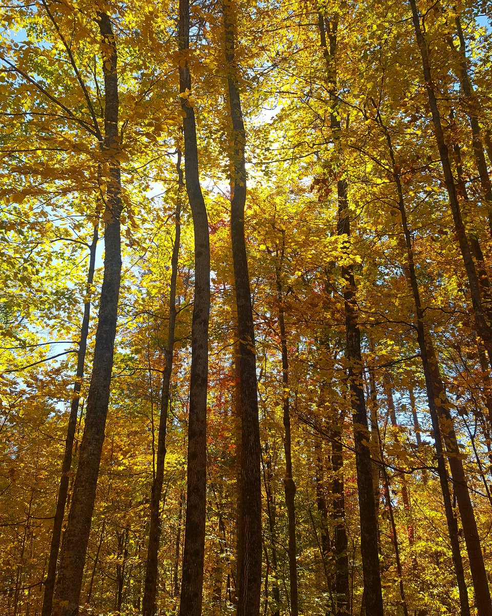 vagabondway's tweet photo. It has been the prettiest fall ever. #coolidgstatepark #vtstateparks #fall #autumn #vt #explorevt #ilovevt https://t.co/FD4Qu35ag1