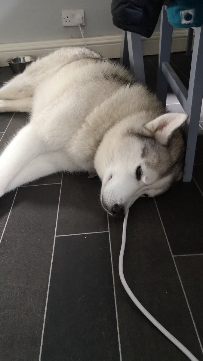 HuskyMax1's tweet photo. @DogsMinnie @wolfgang_german Thanks for nomination! Here's our Day 1 picture. Lazing in the kitchen after a walk 🐺 https://t.co/yYYb3hZPAV
