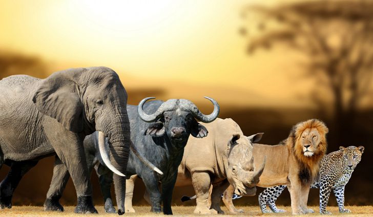 MasvingoTourism's tweet image. Wildlife #Stocko #johnvuligatechallenge