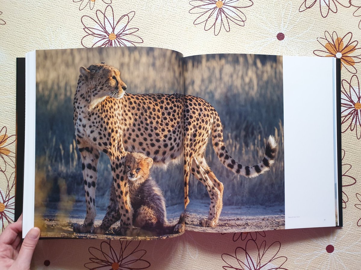 TanjaStrutzl's tweet photo. My #RememberingCheetahs book is arrived ! 
It's a great book with wonderful pictures, love it.💚 
Btw, all profits from the sale of this book go directly to saving cheetahs. If you also want to help these wonderful creatures go to: https://t.co/6YEbG6uXO2
@RemembrWildlife https://t.co/k8J6wP5yuT