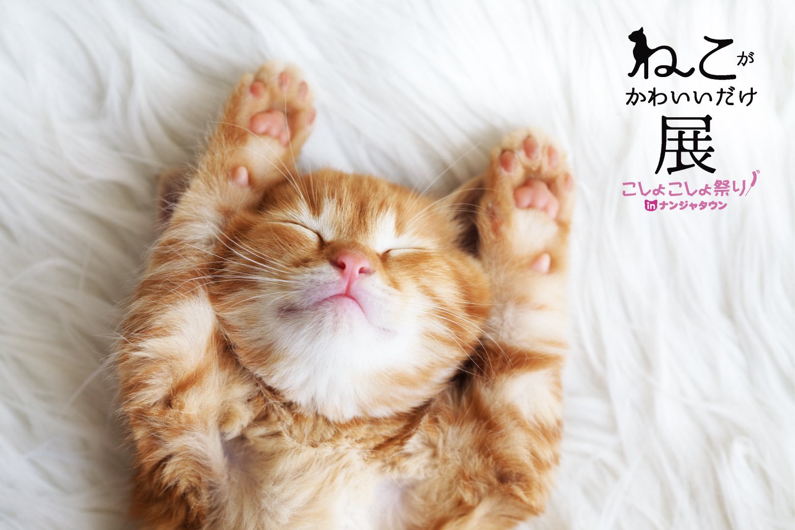 ねこがかわいいだけ展 ねこ写真でほっこりしましょ 11月13日 金 よりナンジャタウン展開催 専用ねこじゃらしで ねこ写真をこしょこしょすると写真が変わる仕組みで遊べたり ねこ写真ラテアートを楽しめます 寒い季節にかわいいねこで心も温まり