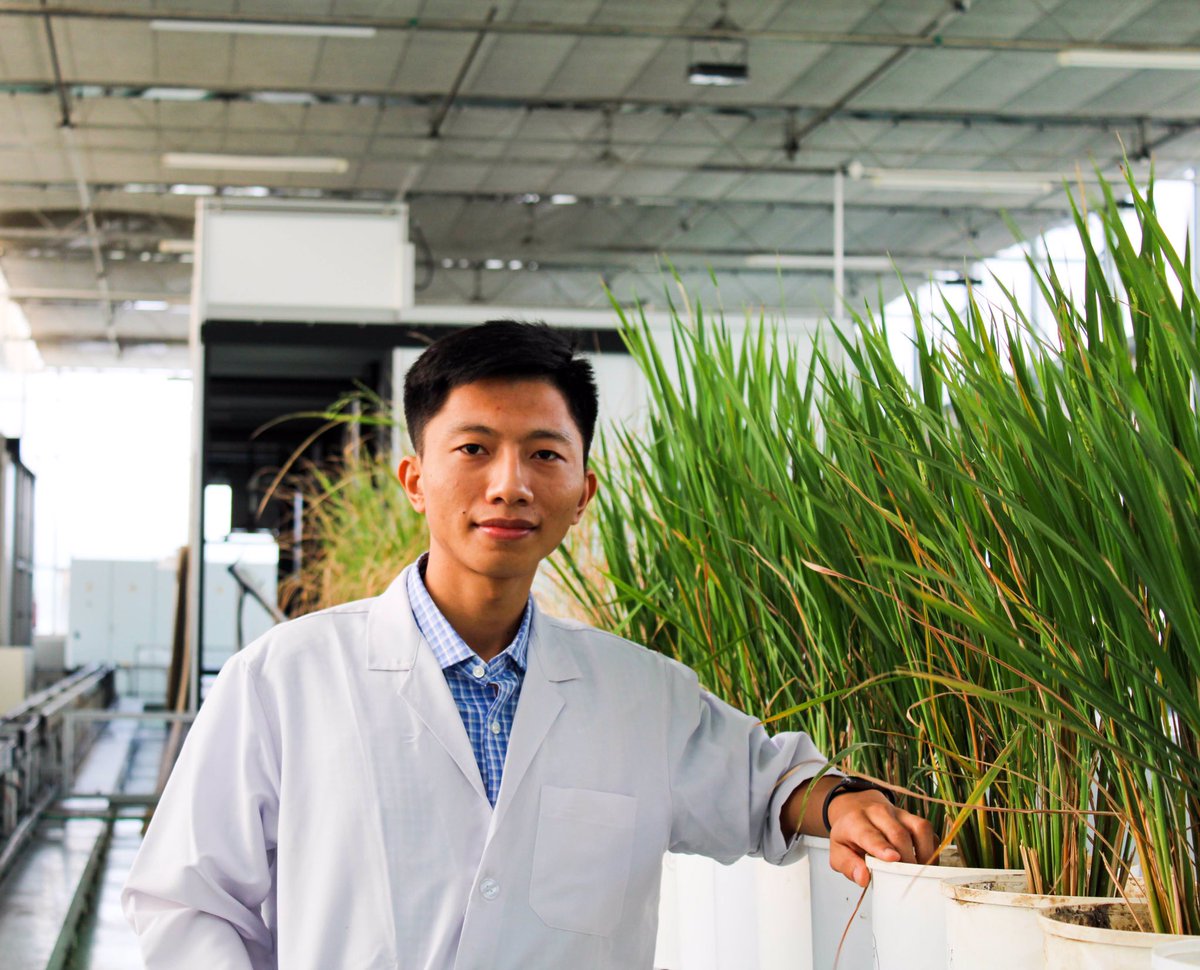 ducstat's tweet image. Rice is wonderful model for Agriculture research #Nanaji_Deshmukh_Plant_Phenomics_Centre #ICAR #IARI