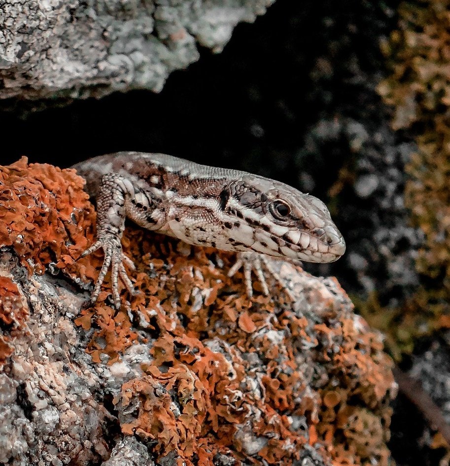 RonGS_'s tweet image. Salut toi 🦎 #jeudiphoto