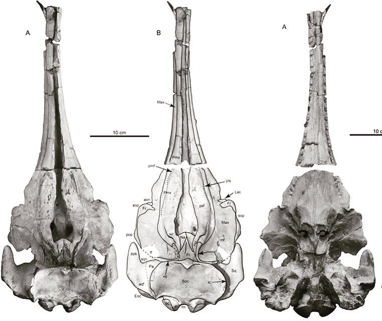 PaleoExplorer's tweet photo. It’s #FossilFriday &amp; 2 years ago this week the introduction of the new genus of Oligocene #whale , Ediscetus osbornei, was published. I discovered this critter while #scubadiving the alligator infested waters of SC. #ediscetus #osbornei #fossil @SVP_vertpaleo #paleo @paleoquest https://t.co/DCkuWmA1pk