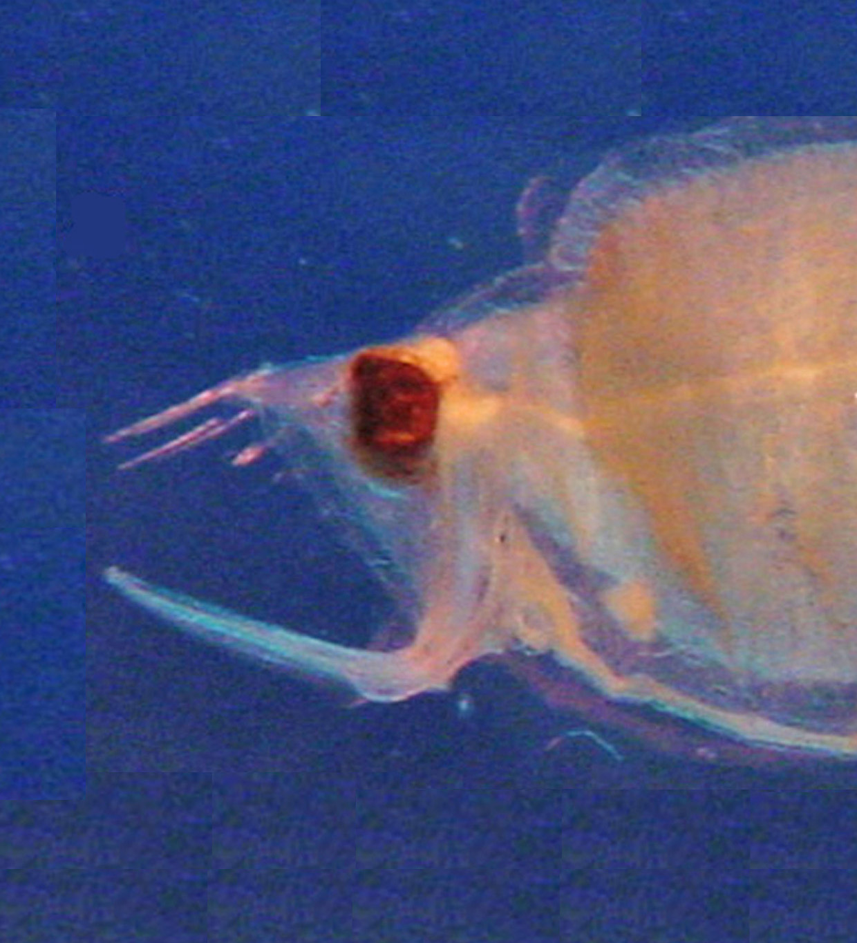 深海魚のたび Deepsea Fishes Twitter