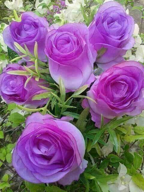 ومضة💥
الشعوب التي تتخلی عن ارثها الانساني وتتبنی ثقافة محتليها شعوب ميتة سريريا...
milletên dev ji paşmayê xwe yê mirovayetî berdidin û piştê bi rewşenbîrya dagîrkerên xwe girêdidin ew millet miryêt ling jiderveyne....