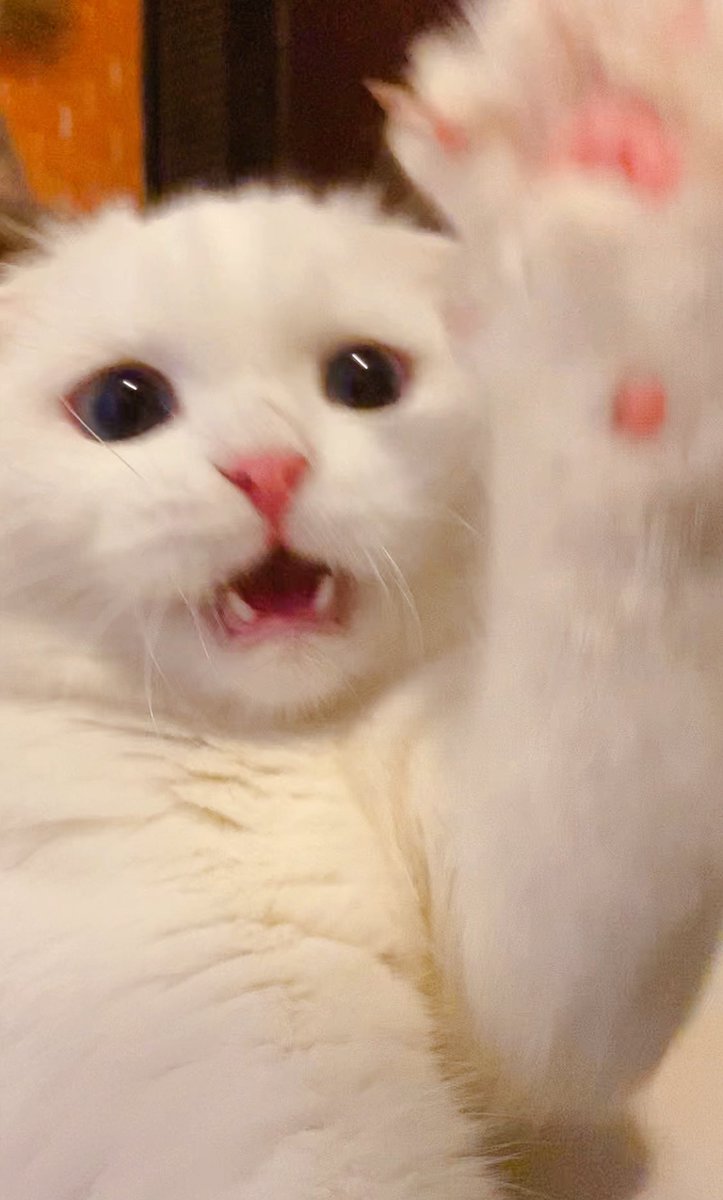 ૮꒰˵• ﻌ •˵꒱ა tweet media