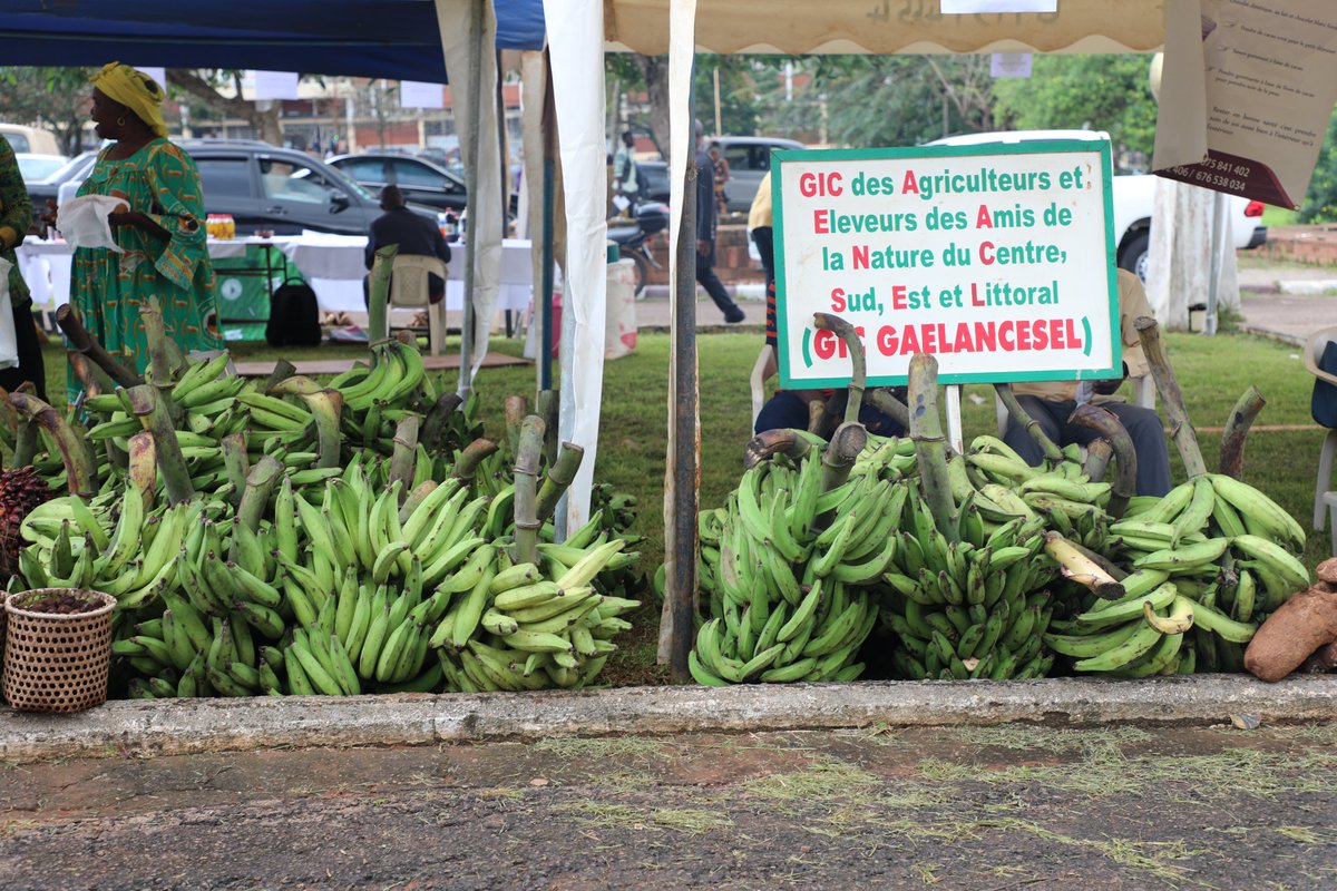 UN_Cameroon's tweet image. #Cameroon🇨🇲 is home to some of the best savory delicacies in the world. We especially celebrate every Agriculturist/Farmer, for their hard work and efforts in sustaining food security and livelihoods. #WorldFoodDay2020