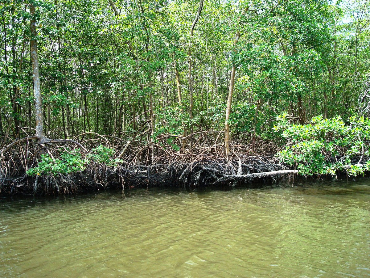 [5] Along the western coast of  #TrinidadandTobago, we also have a number of important  #wetlands. Examples include the (i) Caroni Swamp, a RAMSAR site and the largest mangrove swamp in  #TrinidadandTobago and, (ii) Godineau Swamp, the third largest wetland in T&T.