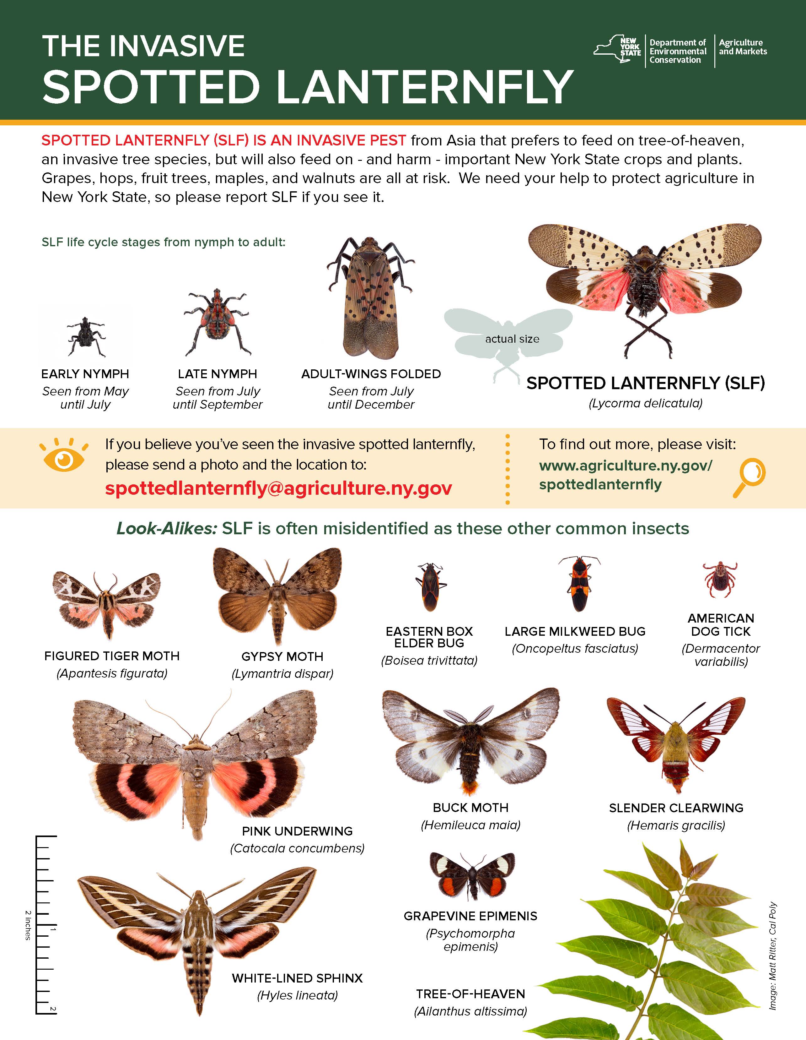 Nysdec Pa Twitter Keep A Watchful Eye For Spotted Lanternfly Slf A Pesky Invasive Pest That Harms Crops Like Apples Hops Don T Be Tricked By Other Insects Flying Around This Fall