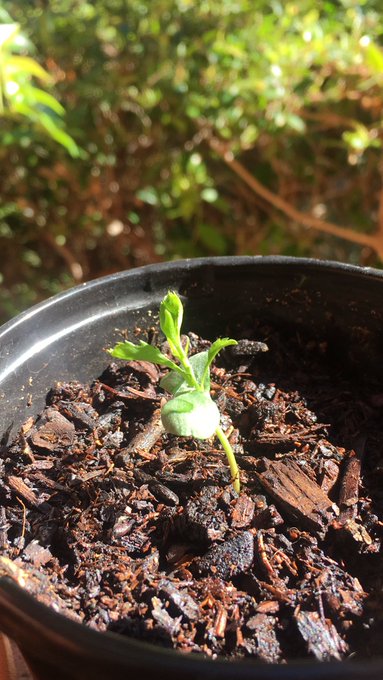Green Onions 🧅  Sunflowers 🌻  Apple tree🍎 Bell Peppers 🌶 https://t.co/RVXeLtoeM7<a href="/tag/swersmokesesh"class="tags"><span>#swersmokesesh</span></a>