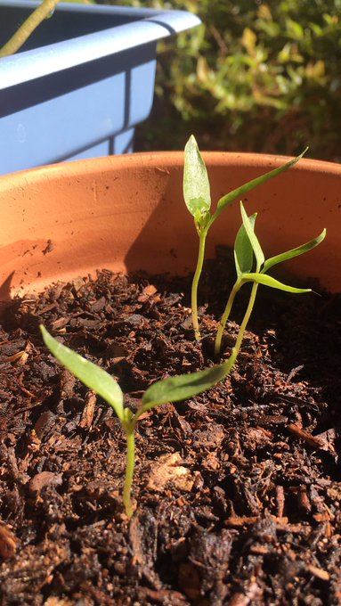 Green Onions 🧅  Sunflowers 🌻  Apple tree🍎 Bell Peppers 🌶 https://t.co/RVXeLtoeM7