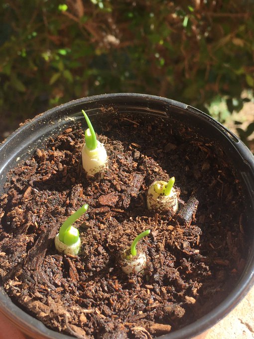 Green Onions 🧅  Sunflowers 🌻  Apple tree🍎 Bell Peppers 🌶 https://t.co/RVXeLtoeM7<a href="/tag/swersmokesesh"class="tags"><span>#swersmokesesh</span></a>