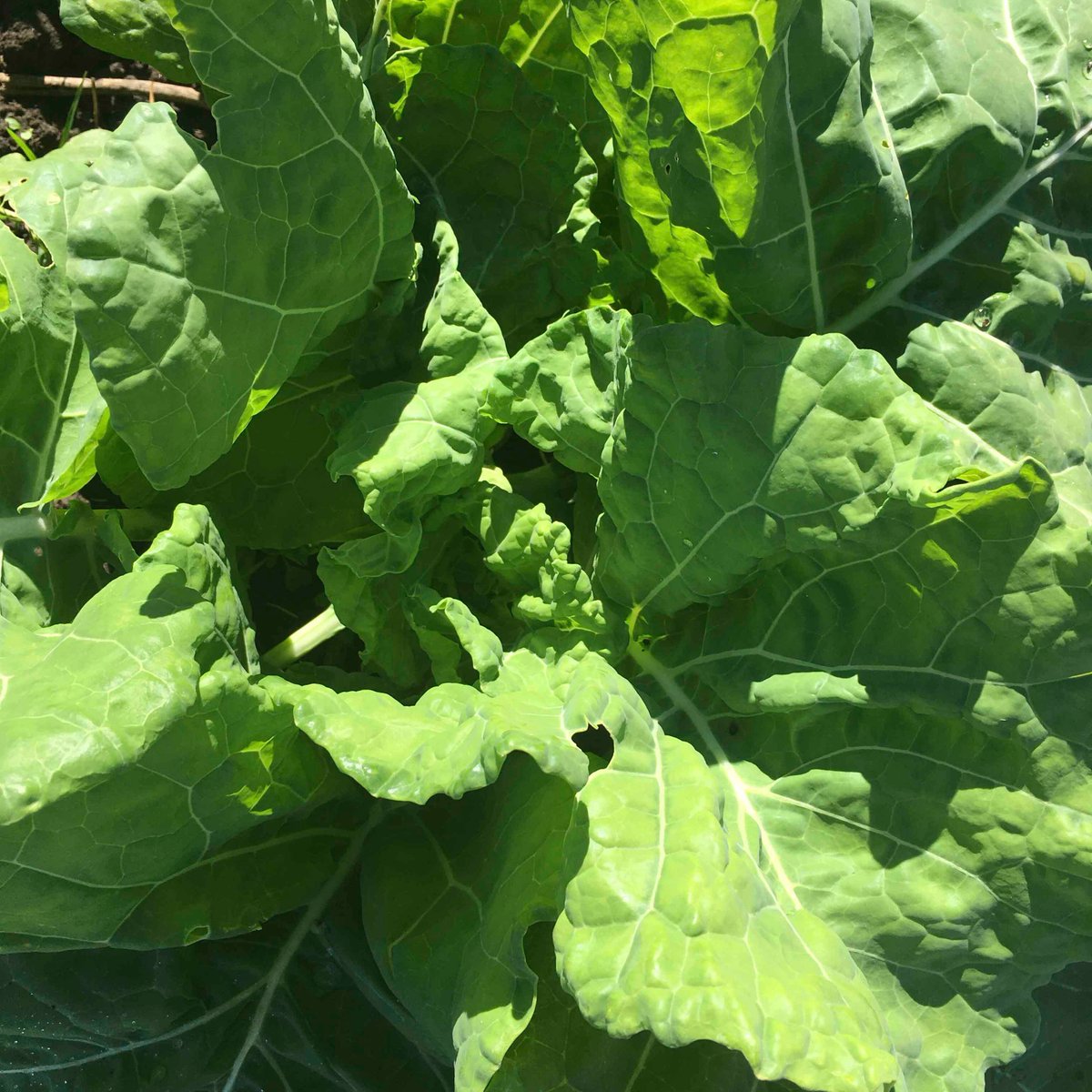#Collards, anyone? This beauties are part of the #heirloomcollardproject, a collaboration between Southern Exposure Seed Exchange @Seedsaversex, <a href="/workingfoodgnv/">Working Food</a>, and the Utopian Seed Project.
Check out this awesome project at: heirloomcollards.org
#croptrials #seedsaving