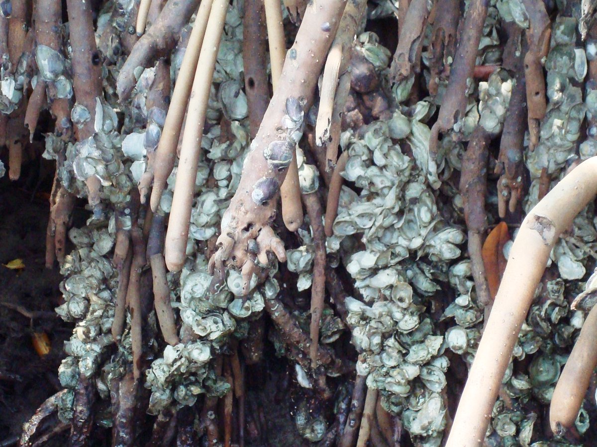 [6] Any oil that makes its way to these important  #wetlands will of course have negative impacts on these  #ecosystems and on the organisms that live there. Shown here are mangrove oysters (Crassostrea rhizophorae) on the prop roots of red mangrove (Rhizophorae mangle).