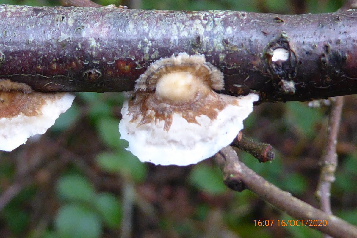 neil50787432's tweet photo. Tiny pore bearing bracket #fungus at #legbourne woods https://t.co/w1FwxyG1lI