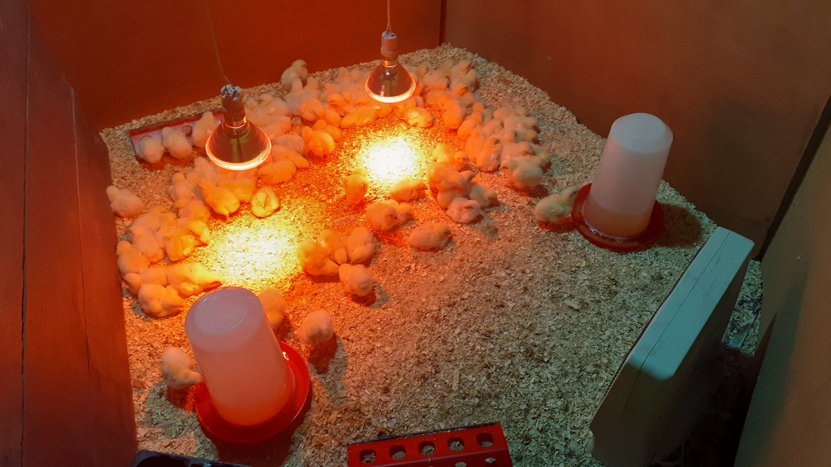 NMlokoti's tweet photo. We are making farming fashionable. 🐥🐓❤ https://t.co/weTRQo8Tcn