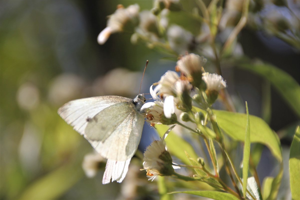 Beautiful photograph of a Cabbage White butterfly, taken by Wanda Bailey along the Confederation Trail near Munns Road a couple of weeks ago. So delicate and pretty! 🤍🦋
#NaturePhotography #Beauty #Fall2020 #SourisAndAreaPEI