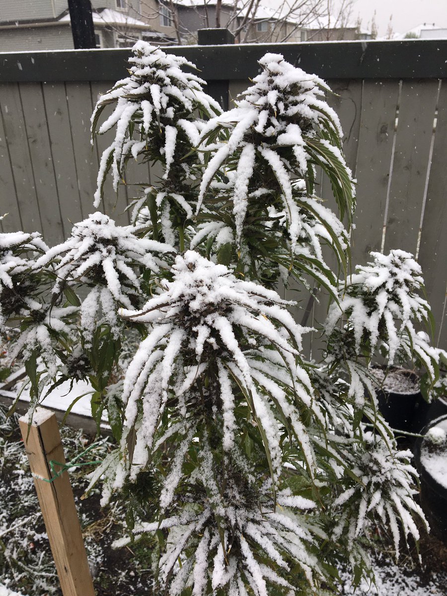 lrn2grow tweet media