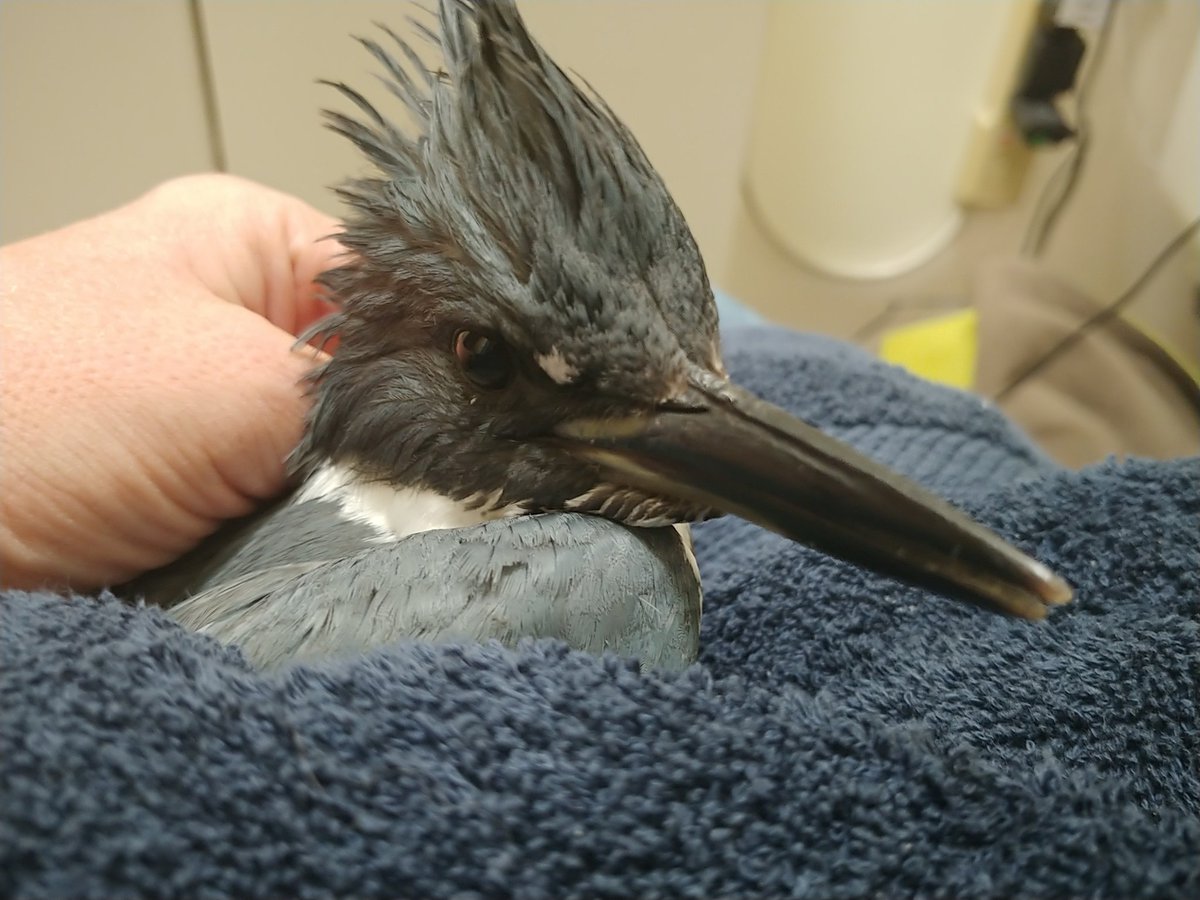 SafeWingsOtt's tweet image. We were this many days old when we learned that Belted Kingfishers sometimes regurgitate the bones of their prey. (That's just a few. There was a whole pile but we shook out the bedding before realizing what they were.) #windowcollision #ottbird
