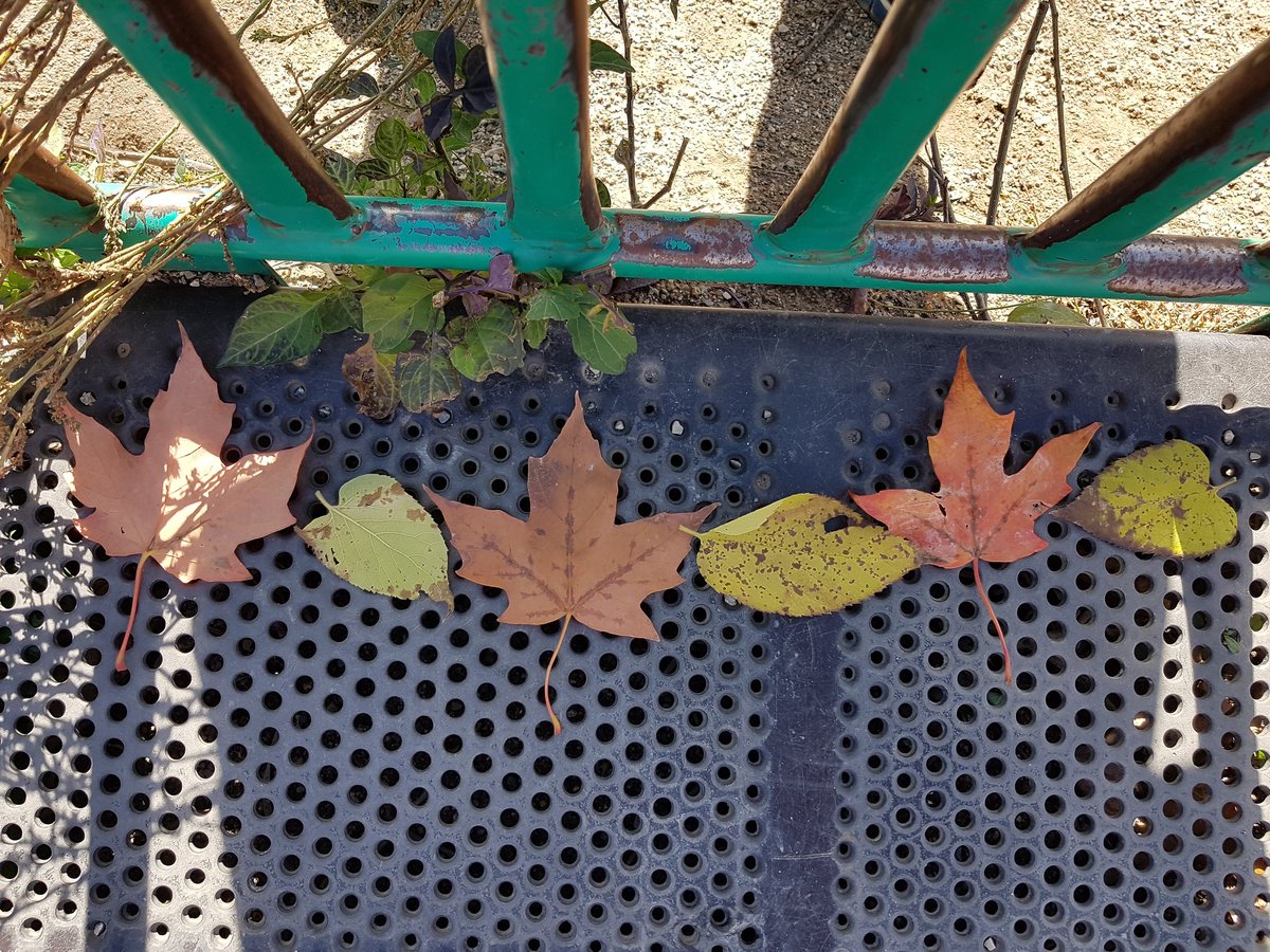 Ms. Nichols tweet media