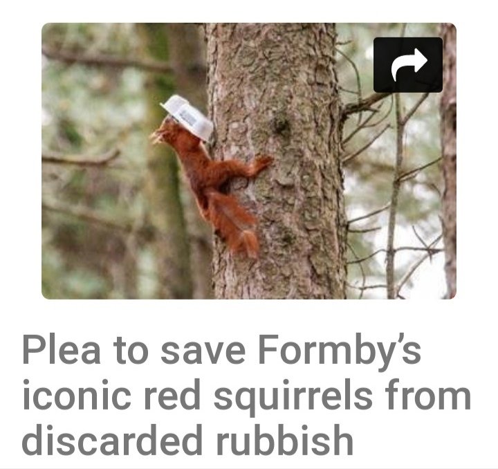 The article highlights rubbish discarded by ignorant humans visiting this area of woodland, yet its still twisted around to blame greys! Get a grip on reality 🤔