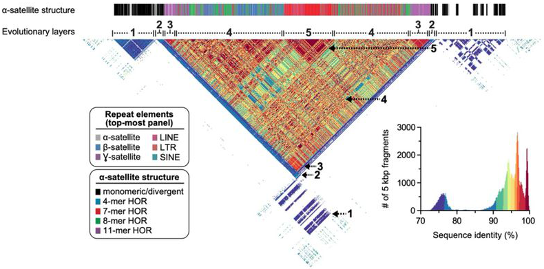 Checkmate, Chromosome 8: The First End-to-End Sequence of a Human Autosome. Congrats to <a href="/glennis_logsdon/">Glennis Logsdon</a> &amp; the #T2T team on this amazing work! ow.ly/C6xx50Bx40T #HiFiReads