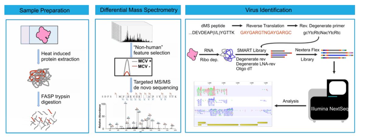 Pitt Micro/Immuno (@pitt_pmi) on Twitter photo Chang-Moore lab describes a robust new cancer virus discovery method based on quantitative mass spec Differential Peptide Subtraction (DPS) of tumor tissues published in <a href="/JCI_insight/">JCI insight</a> <a href="/PittHealthSci/">Pitt Health Sciences</a> #PMIresearch Check it out: insight.jci.org/articles/view/… Chang-Moore lab describes a robust new cancer virus discovery method based on quantitative mass spec Differential Peptide Subtraction (DPS) of tumor tissues published in <a href="/JCI_insight/">JCI insight</a> <a href="/PittHealthSci/">Pitt Health Sciences</a> #PMIresearch Check it out: insight.jci.org/articles/view/…