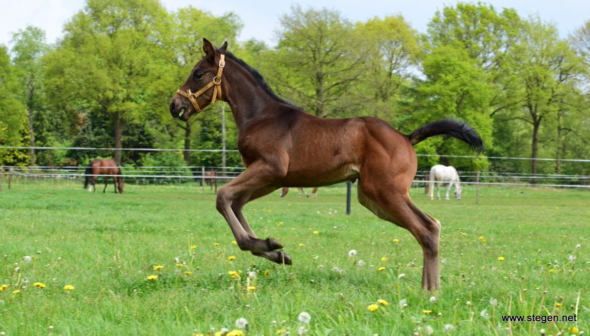 Limburgse brandweer vist veulen uit zwembad..