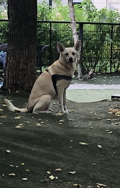Grandma Why are all the humans wearing muzzles ? Did they bite someone? Last week in Chicago with my Grandoggie. Miss her ❤️🐕