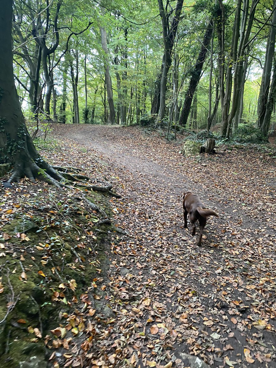 VivsDog's tweet photo. Woods don’t ya just love ‘em! https://t.co/xks9a4gFJm