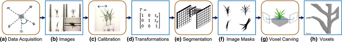 Voxel carving‐based 3D reconstruction of sorghum identifies genetic determinants of light interception efficiency onlinelibrary.wiley.com/doi/full/10.10… @wileyplantsci <a href="/szintri/">James Schnable</a> #sorghum #phenotyping