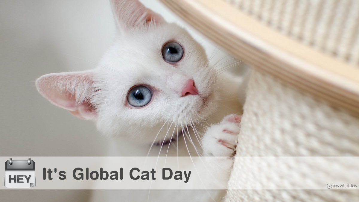 It's Global Cat Day! 
#GlobalCatDay #CatDay #FeralCatDay #NationalFeralCatDay #InternationalCatDay