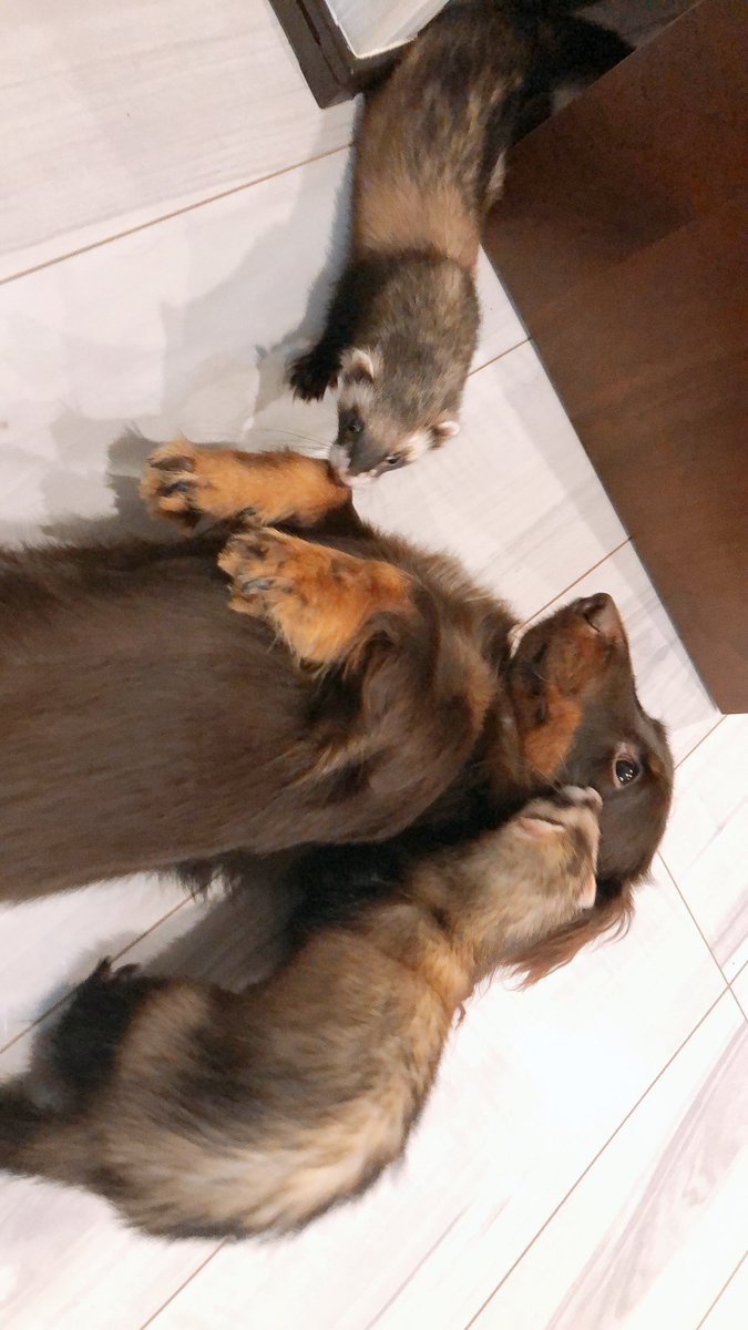 犬とフェレット 犬とフェレット