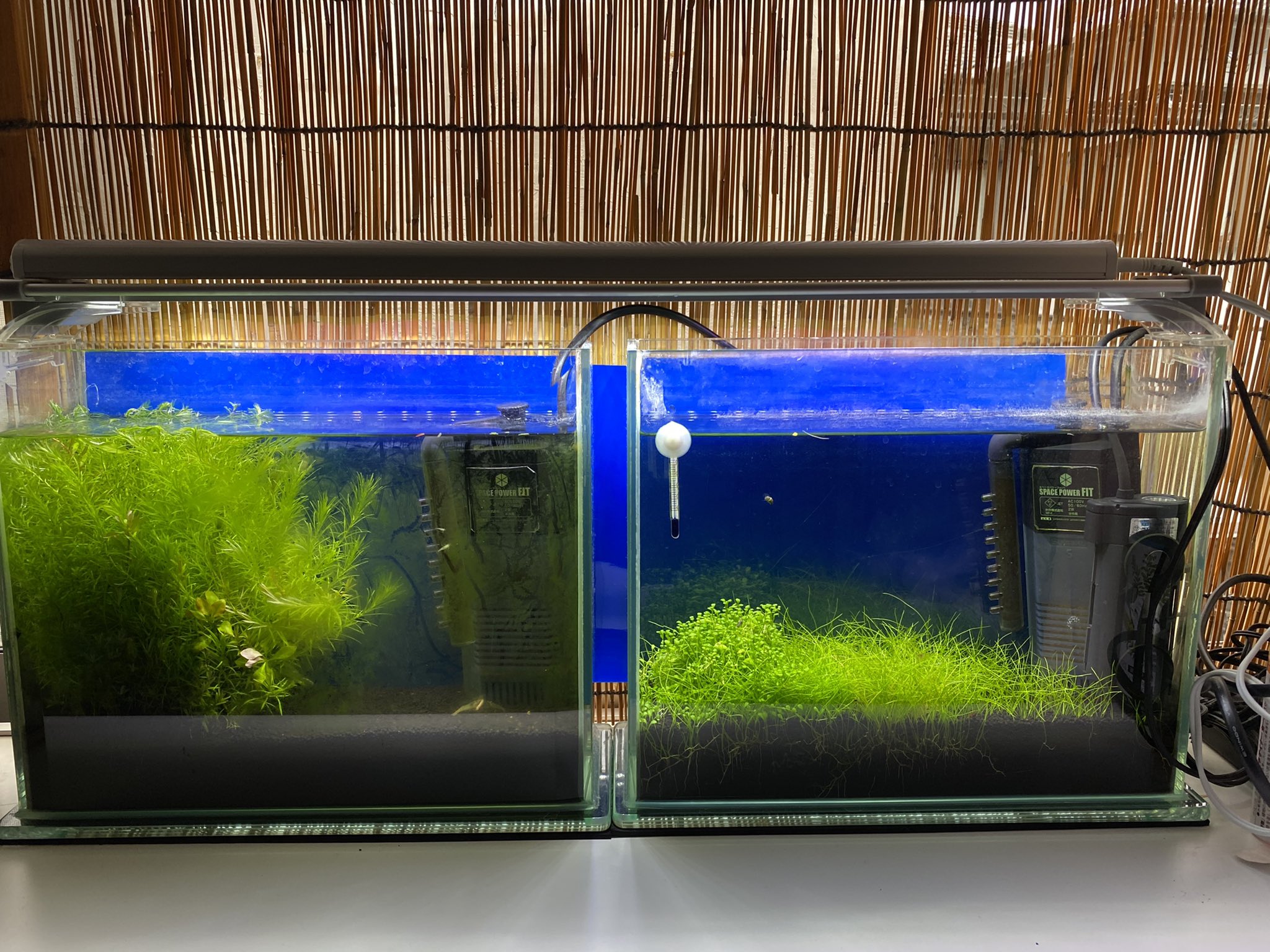 ちろう やはり小さい水槽では と思い大きな水槽を買いに行ったけれど 水槽1万円 外部ろ過装置1万円 ソイル4000円 予算1万円だったので次回に見送り 左側の水槽は水質悪くコケがひどい Co2添加機器とか揃えるとさらに予算オーバー 結局 また