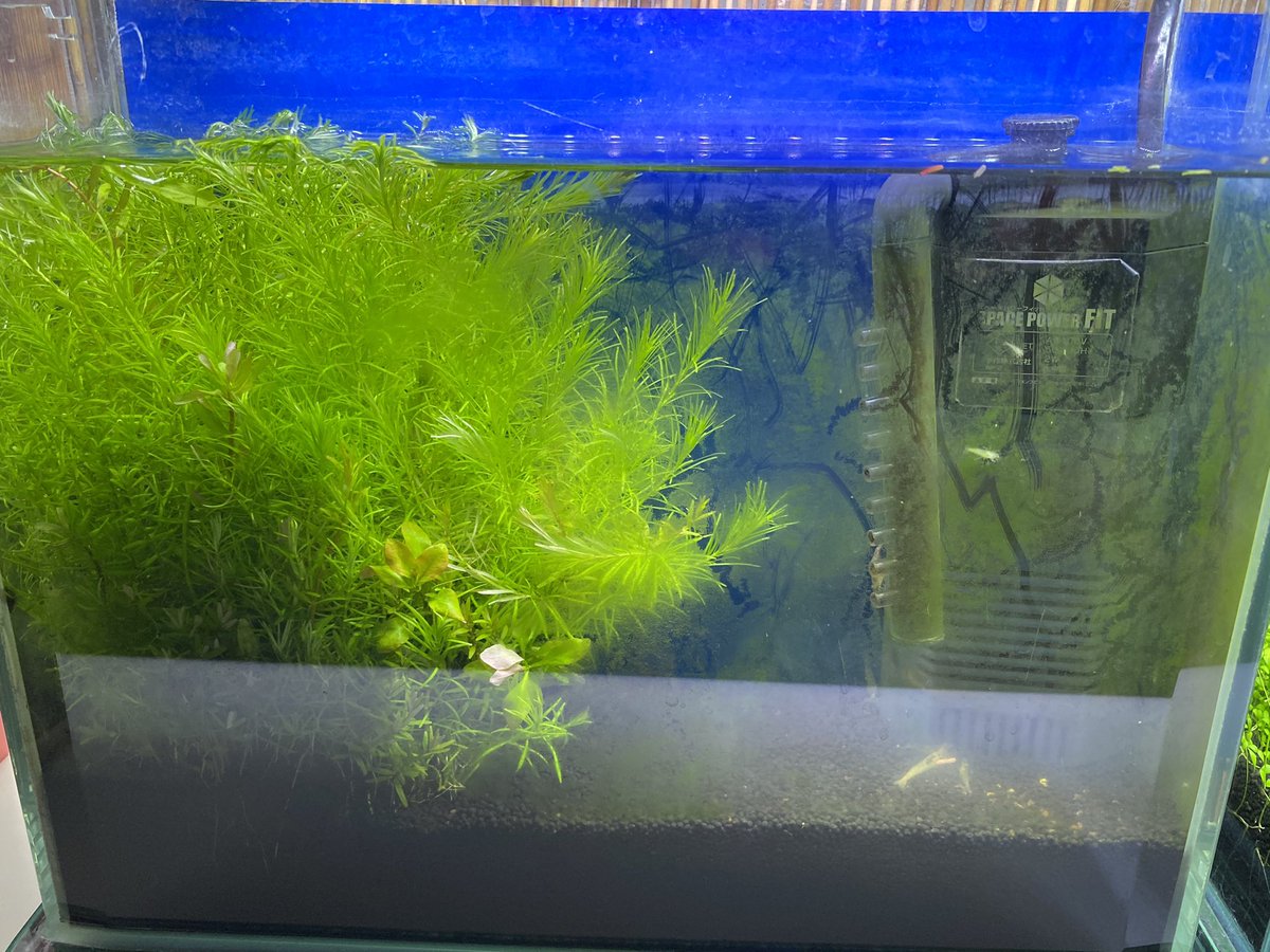 ちろう やはり小さい水槽では と思い大きな水槽を買いに行ったけれど 水槽1万円 外部ろ過装置1万円 ソイル4000円 予算1万円だったので次回に見送り 左側の水槽は水質悪くコケがひどい Co2添加機器とか揃えるとさらに予算オーバー 結局 また ちろう やはり小さい水槽では と思い大きな水槽を買いに行ったけれど 水槽1万円 外部ろ過装置1万円 ソイル4000円 予算1万円だったので次回に見送り 左側の水槽は水質悪くコケがひどい Co2添加機器とか揃えるとさらに予算オーバー 結局 また