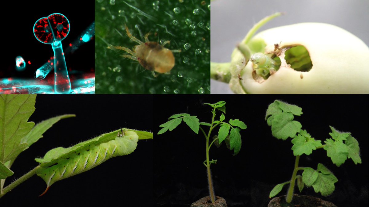 sugimok3's tweet photo. My interest is Plant #SpecializedMetabolisms for plant-#herbivore interactions and their #NaturalVariations and #Evolution.
 #ChemicalEcology #biodiversity #volatiles #tomato #WildSpecies #arthropods https://t.co/S8trXAvssu