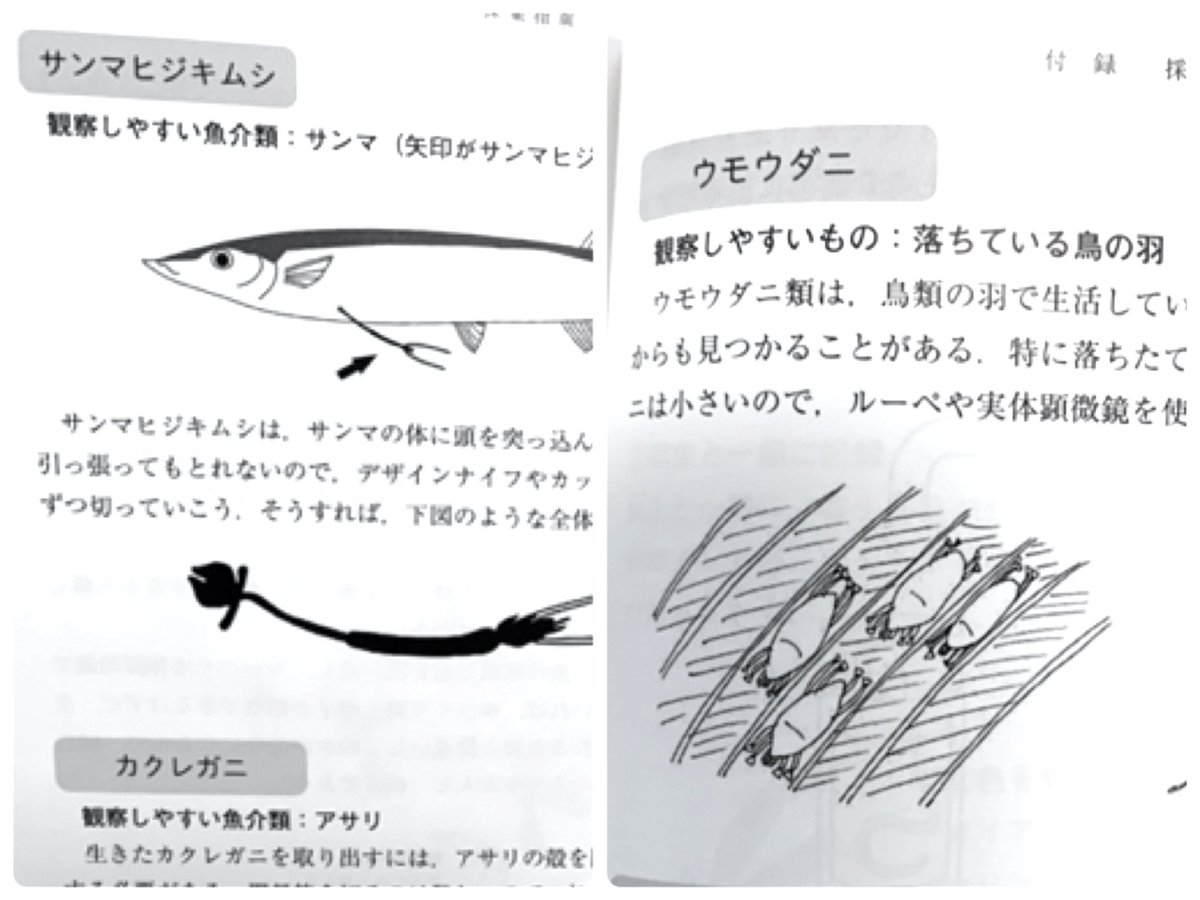 日本野虫の会 重版御礼 手すりの虫観察ガイド とても良かったのは巻末ふろくの寄生虫採集指南 アニサキス サンマヒジキムシ マダニ ウモウダニなどの採集法や標本の仕方がのっている ウモウダニはずっと探しているので次こそ