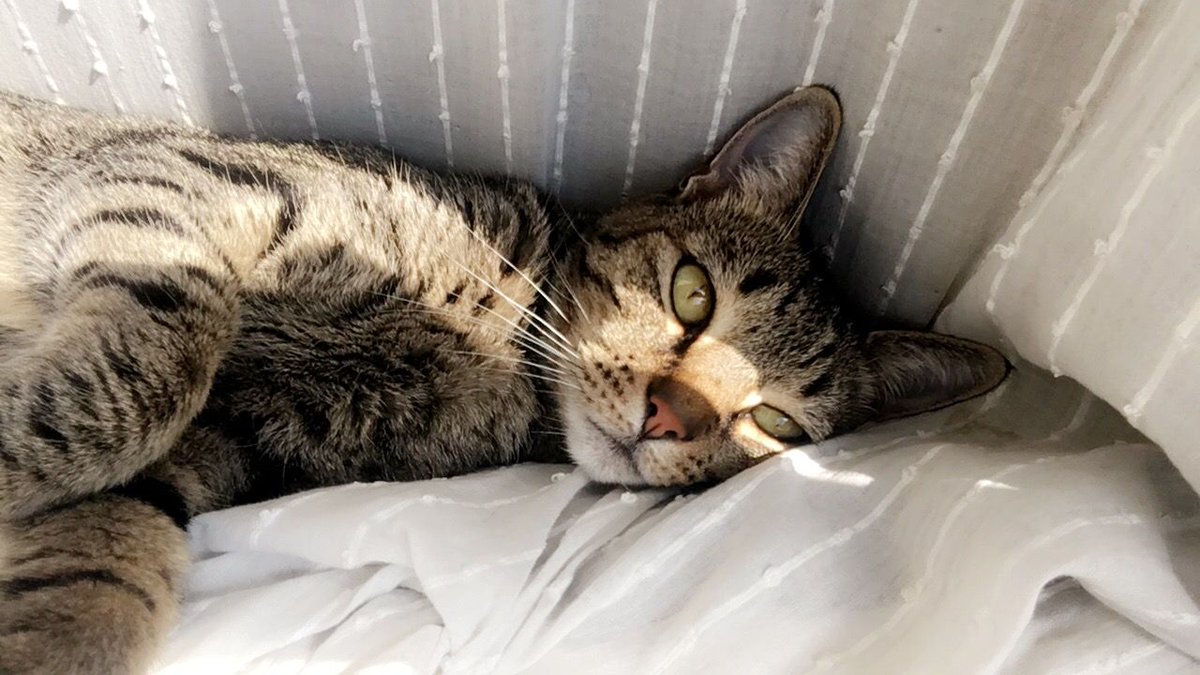 ZocchiAndAssoc's tweet photo. It's Global Cat Day, and we couldn't pass up the opportunity to share a pic of Emmy's cat, Matilda Rey. Where are all the cat people at?
#Meow #GlobalCatDay #MatildaRey #CatNetwork #Love #ZocchiAndAssociates https://t.co/erR5KD1JVR