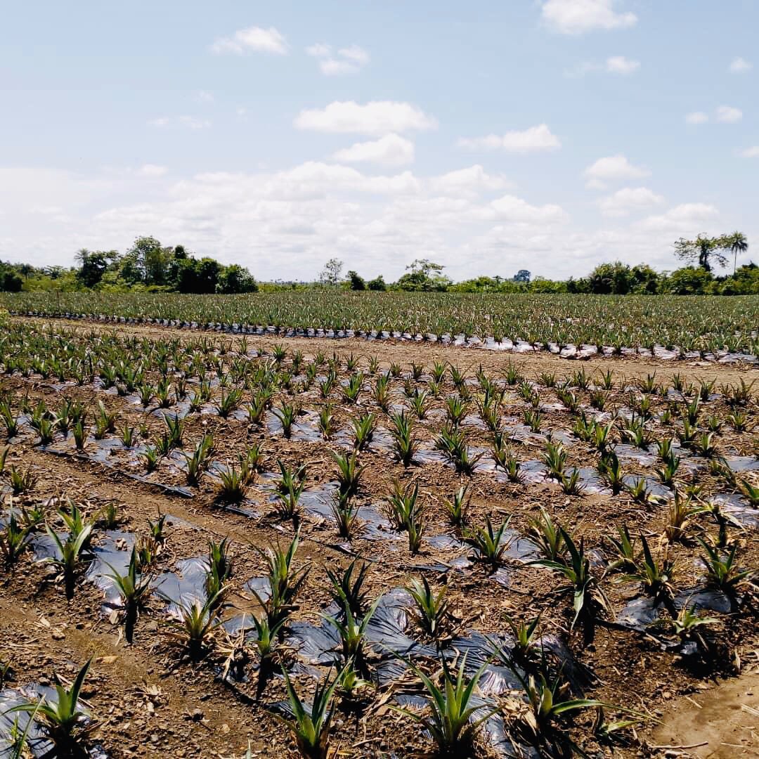 The rural part of Sierra Leone is home to projects which focus on agriculture and food sustainability. At Imatrix101, we’re proud to be working with clients who believe in promoting sustainable growth and more organic ways of living.
#imatrix101 #WorldFoodDay #food #foodsecurity https://t.co/wRrkMi3Lju