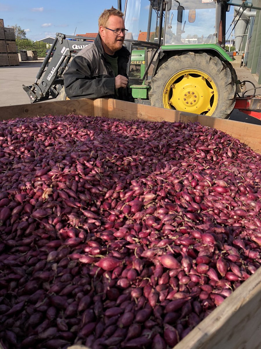 En daar gaan we weer #oogst2021 #uien #troy #Gawege #Zeeland #weekend #persconferentie 🧅🧅🧅🧅<a href="/FranjeOnions/">FranjeOnions</a>