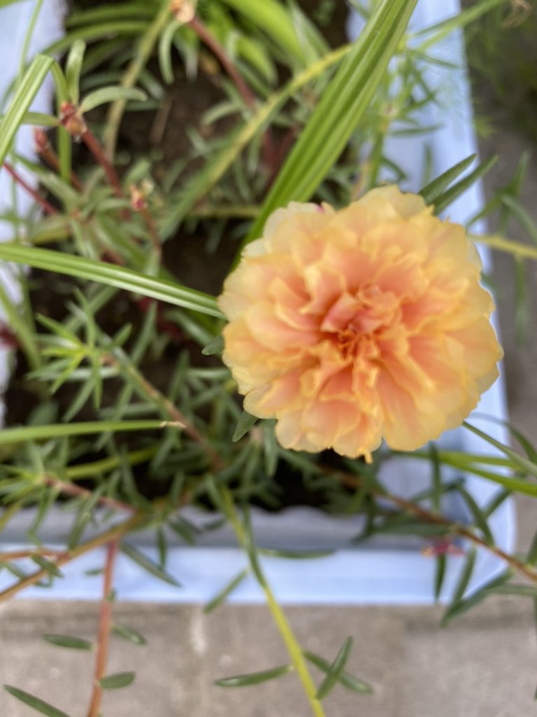 江南大叔 tweet media