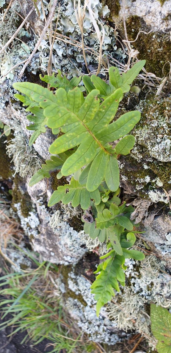 16/10/20 Lancs - Not been on #twitter much the last week or so due to moving house, plus we have no internet or decent mobile reception at the new pad. We do however have lots more wildlife - here’s some #lichens and Polypody #ferns in our wall #fernfriday