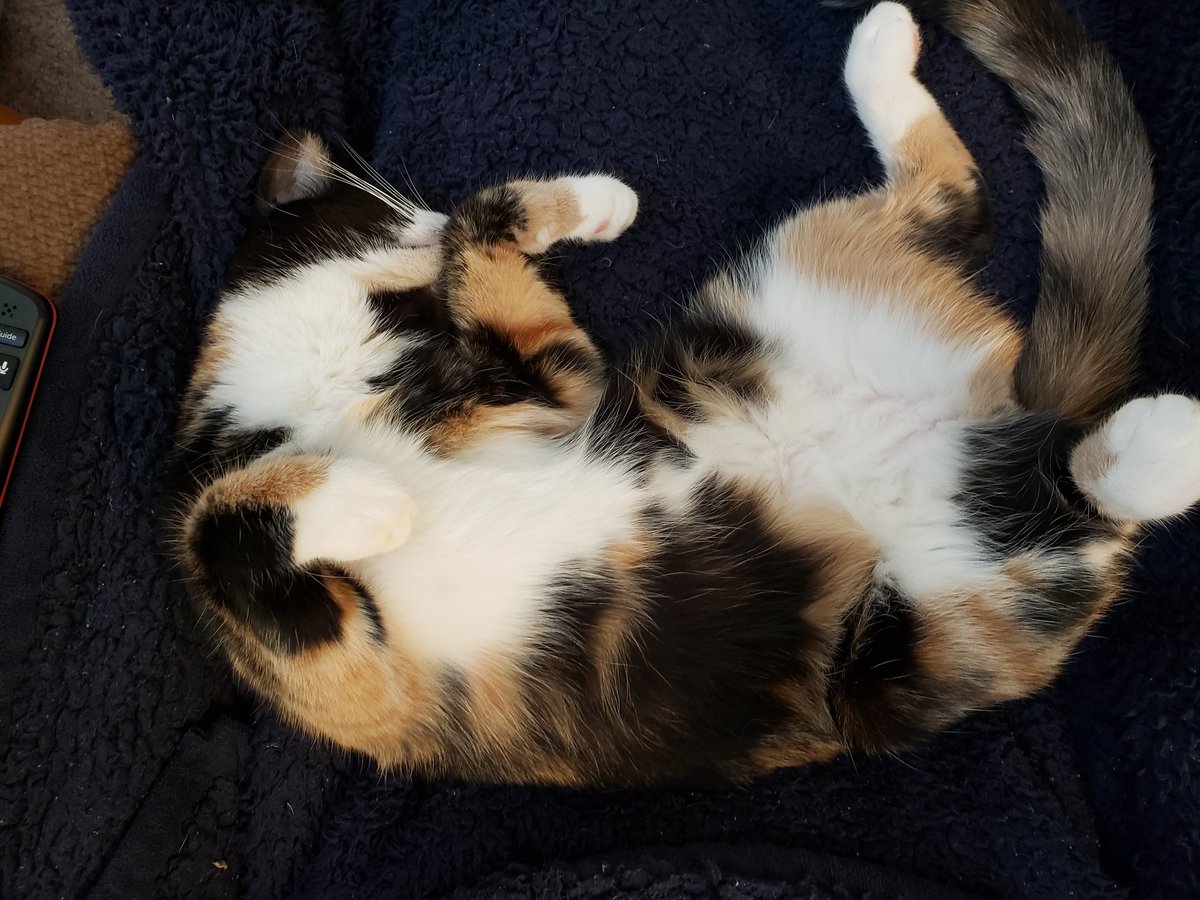 My first #JellyBellyFriday picture. #CatsOfTwitter