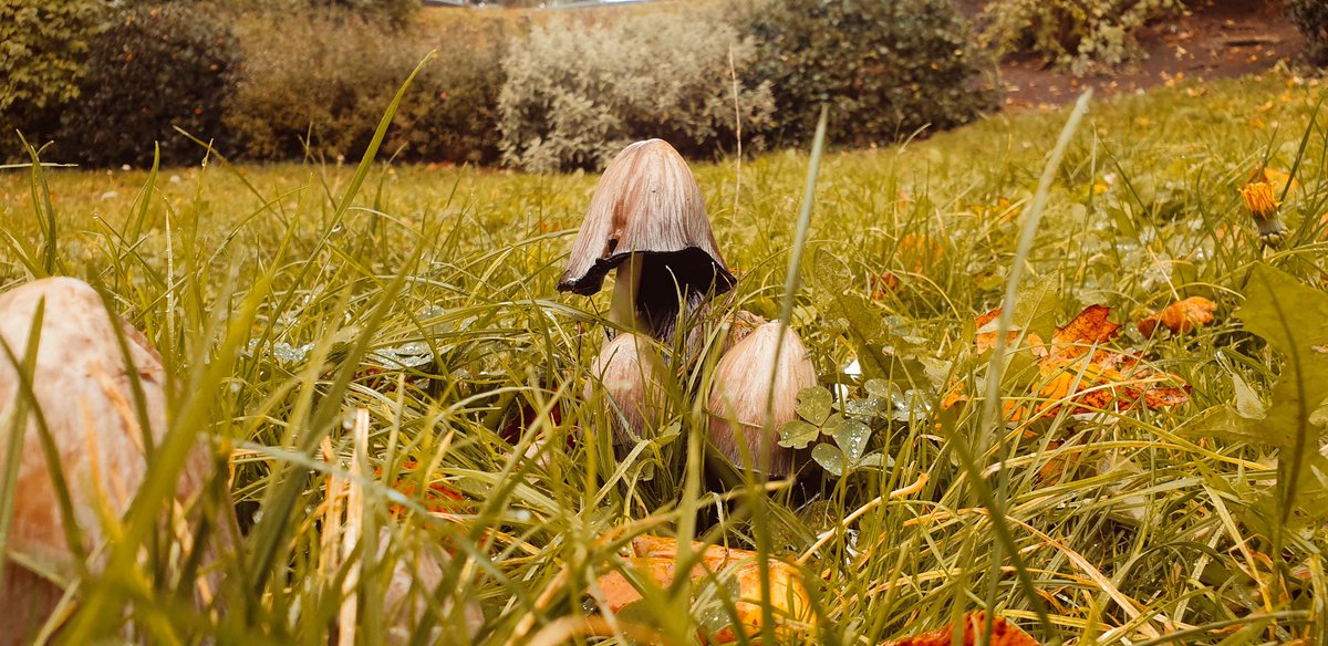 Leaaargh's tweet photo. Went for a walk in the end, saw some crows and some cool mushrooms 🍄 and bought a spider 🕷 plant on the way home #notded https://t.co/rNSqDooovv