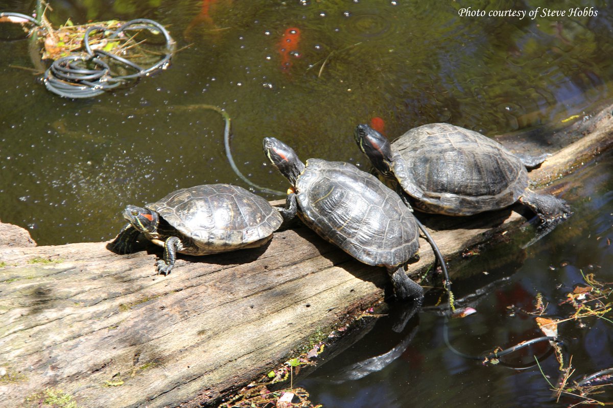 MillMountainZoo's tweet photo. #FunFactFriday Because they were once the most popular #turtle in the pet trade, an estimated 5-10 million red-eared sliders were exported around the world. #redearedsliders #turtles #reptiles #reptilesrule #MMZ #Roanoke #noke #millmountainzoo #mmzoo #DidYouKnow #funfacts https://t.co/aZ4kz66GdP