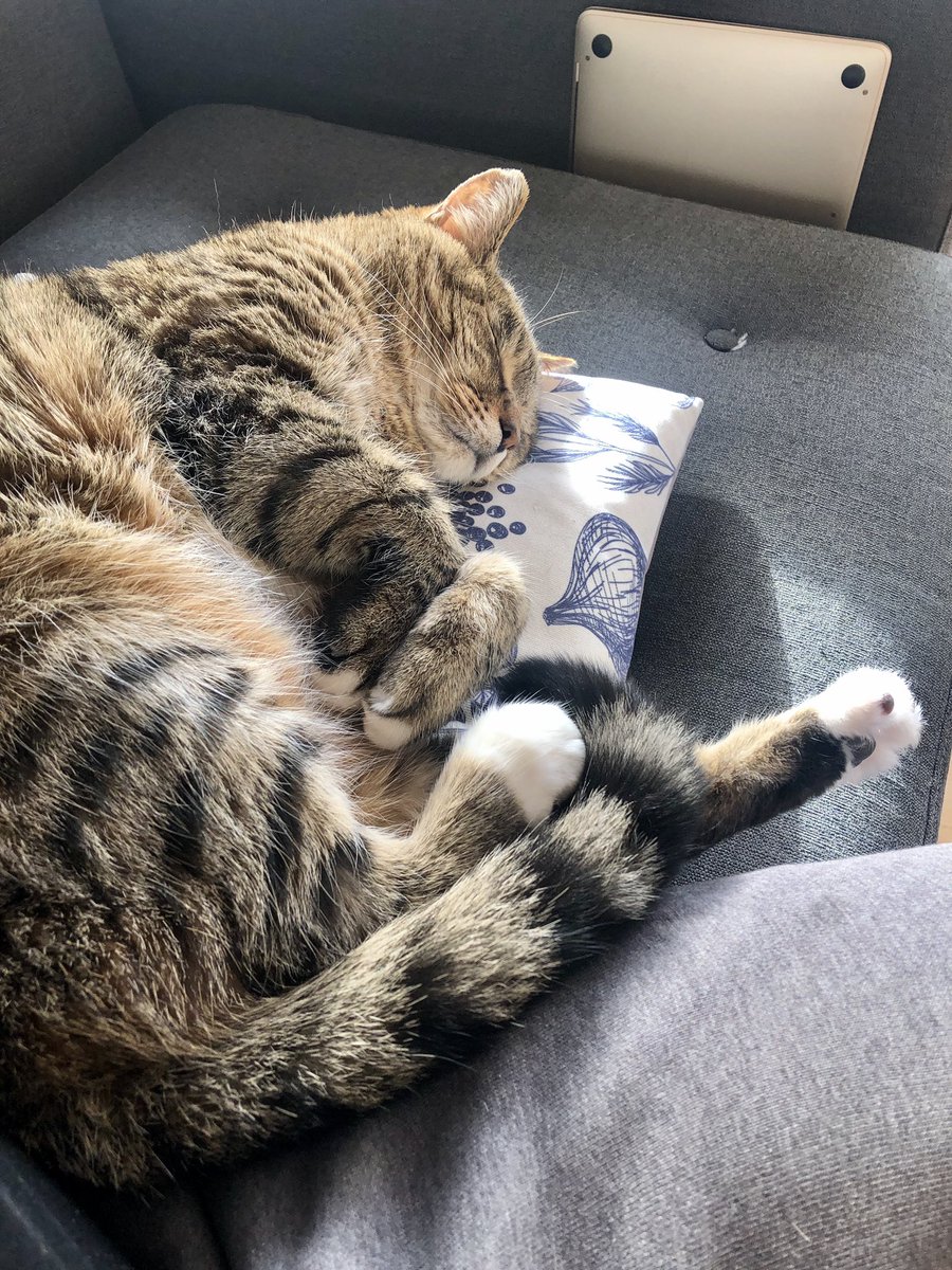 _andymcdonald's tweet photo. @rickygervais To be fair, this little twat usually uses my thighs for claw sharpening. Like butter wouldn’t melt. https://t.co/hzM8Bcs7WE