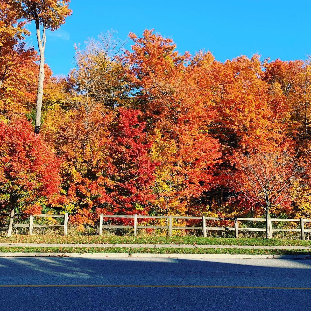 Fall is spectacular ! Get outside and take it in. It’s so important and so good for your #MentalHealth. What a way to start the day. #fallcolours #nature #NaturePhotography #breathe