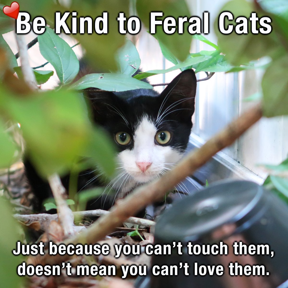 Happy National Feral Cat Day! ❤

How many others care for community cats out there?
Share pics!

#FeralCatDay #NationalFeralCatDay #CommunityCats #GlobalCatDay