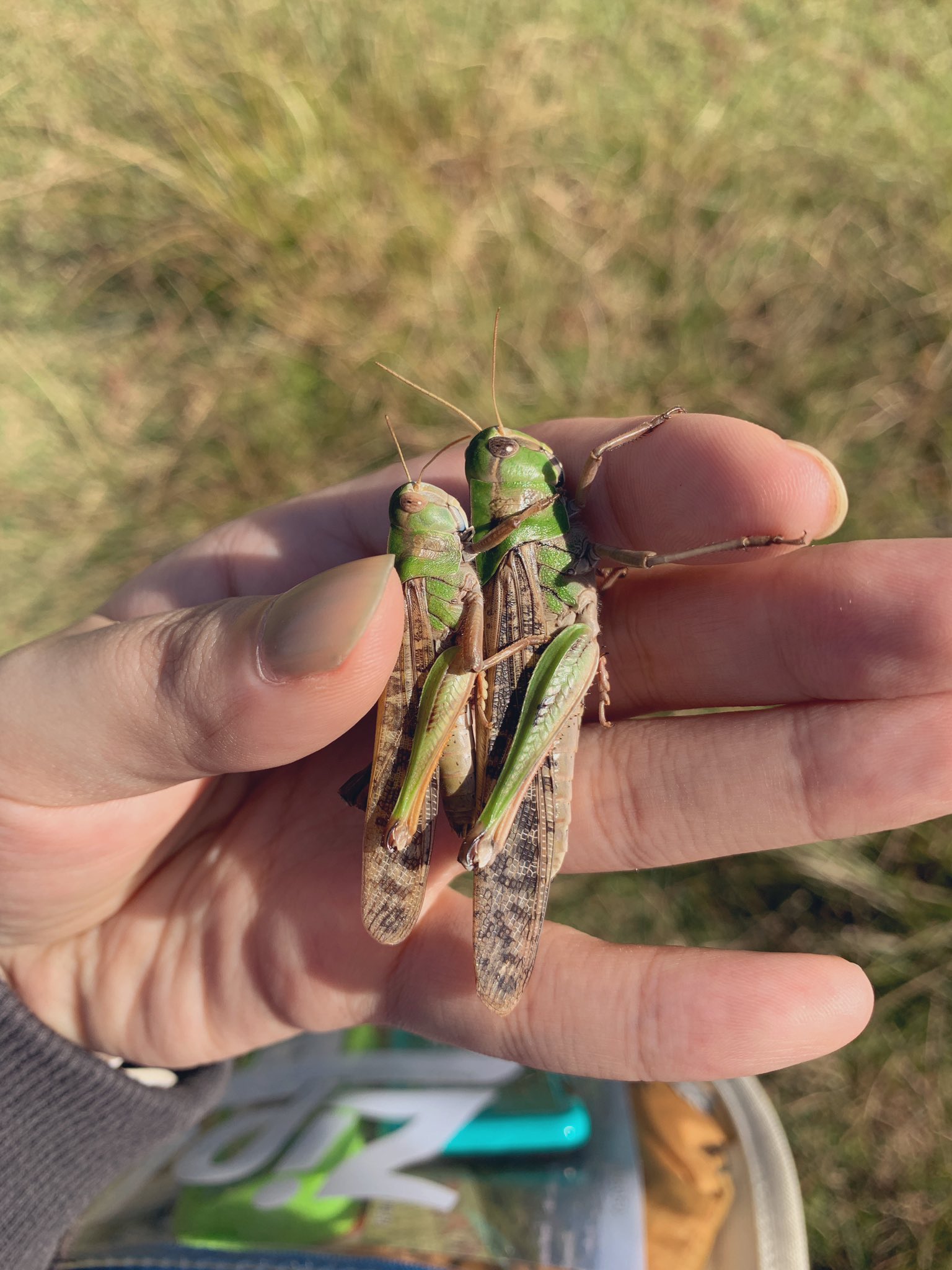 よしき 動物系で増えるフォロワー 私は動物昆虫爬虫類多脚類その他節操なく生き物全般の写真を載せるけど大丈夫か 今日とれたバッタ見せてもいいか